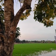 มายาวี ซีฟู้ด - อาหารไทย จีน ส้มตำ ยำแซ่บ กุ้ง หอย ปลาหมึก ปู ปลาเป็นๆ