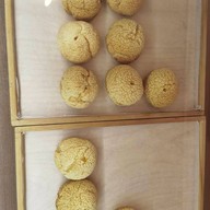 Rabbit Friday .Choux