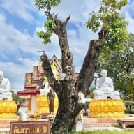 วัดโคกเปี้ยว