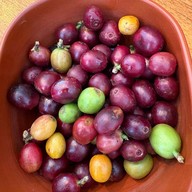 Purr-Cup Home Cafe Roaster