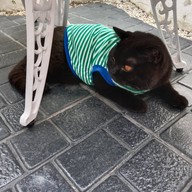 บรรยากาศ Cat Around Cafe -