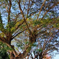 ฆ้อน คอฟฟี่