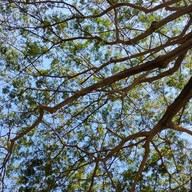 ฆ้อน คอฟฟี่