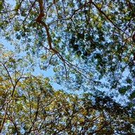 ฆ้อน คอฟฟี่