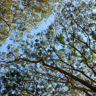 ฆ้อน คอฟฟี่