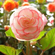 Nabana no Sato