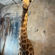 เดอะ มัสแตง บลู