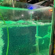 แจ็คหมึกช็อตยำหอยนางรม