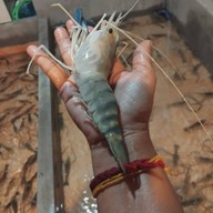 ร้านแม่พิมพ์ปลาเผา&กุ้งเผา