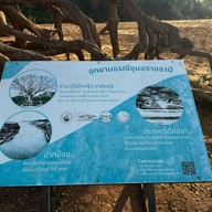 ต้นจามจุรีร้อยปี โพธิ์ไทร