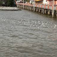 บรรยากาศ วัดหงษ์ทอง ฉะเชิงเทรา