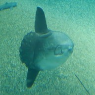 Osaka Aquarium Kaiyukan