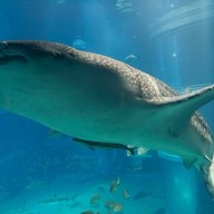 Osaka Aquarium Kaiyukan