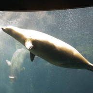 Osaka Aquarium Kaiyukan