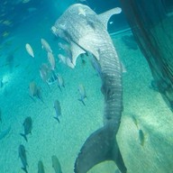 Osaka Aquarium Kaiyukan