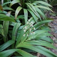 บรรยากาศ อุทยานแห่งชาติเขาแผงม้า นครราชสีมา