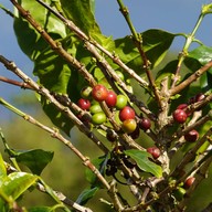 บรรยากาศ สถานีวิจัยเกษตรที่สูงสันป่าเกี๊ยะ