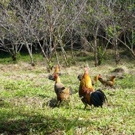 บรรยากาศ สถานีวิจัยเกษตรที่สูงสันป่าเกี๊ยะ