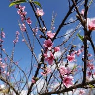 บรรยากาศ สถานีวิจัยเกษตรที่สูงสันป่าเกี๊ยะ