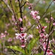 บรรยากาศ สถานีวิจัยเกษตรที่สูงสันป่าเกี๊ยะ