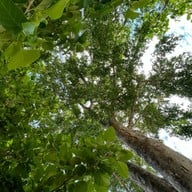 Le Green Cafe & Bistro ปราจีนบุรี