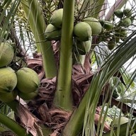 สวนปัน...สุข by ปันปัน