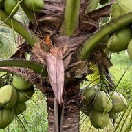 สวนปัน...สุข by ปันปัน