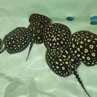 บรรยากาศ โชคฮั่งมี