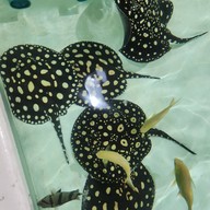 บรรยากาศ โชคฮั่งมี