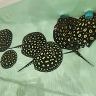 บรรยากาศ โชคฮั่งมี