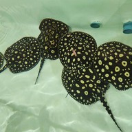 บรรยากาศ โชคฮั่งมี