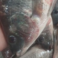 สารพัดคาว-หวาน-ยำ-ผลไม้