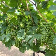 GranMonte Vineyard and Winery เขาใหญ่
