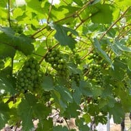 GranMonte Vineyard and Winery เขาใหญ่