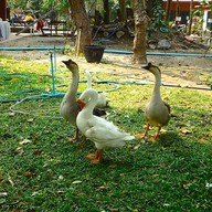 บรรยากาศ วัดโสภาราม