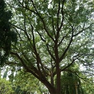 พระรามราชนิเวศน์ (พระราชวังบ้านปืน)