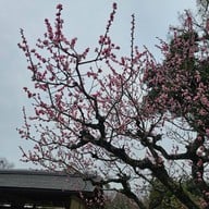 Fushimi Inari Taisha