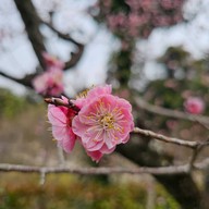 Fushimi Inari Taisha