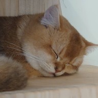 Katze Cafe คัทเซ่อะ คาเฟ่