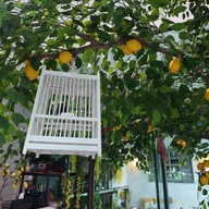 บรรยากาศ มะนาว ก๋วยเตี๋ยวในสวน