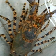 กระชังขนาบน้ำวิวซีฟู้ด