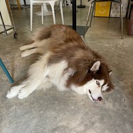 Baanmaeoon cafe. สาขา1