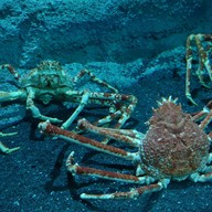 Atmosphere of Xpark Aquarium