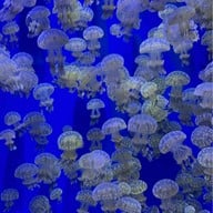 Atmosphere of Xpark Aquarium