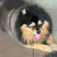 เกาเหลาเนื้อกิ่งเพชร
