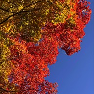 Nikko Toshogu Shrine