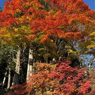Nikko Toshogu Shrine
