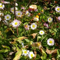 Atmosphere of Alisan Gou