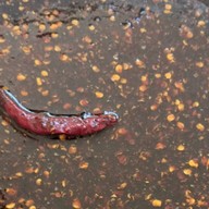 NDO น้ำจิ้มบุรีรัมย์สูตรโบราณ ชลบุรี