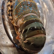 Jumbo Lobster @ Riverside
